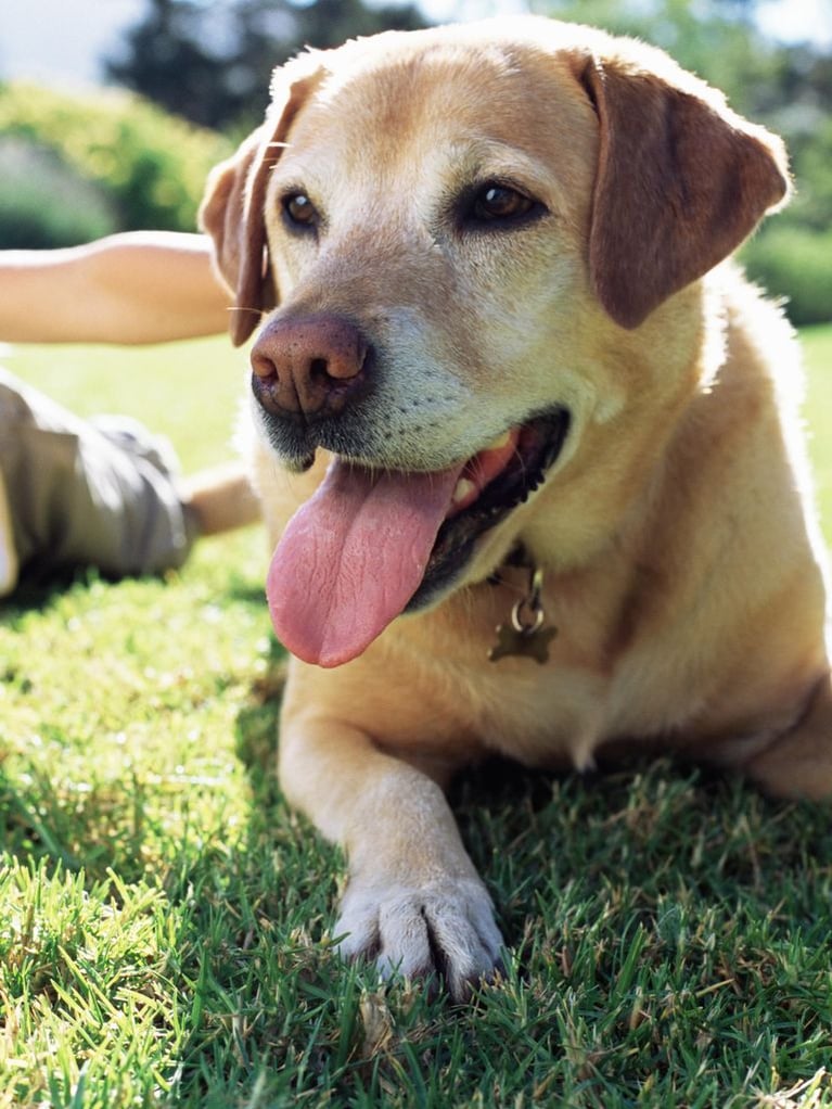 labrador.jpg