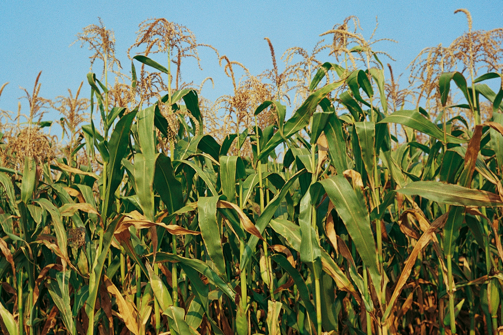 corn field