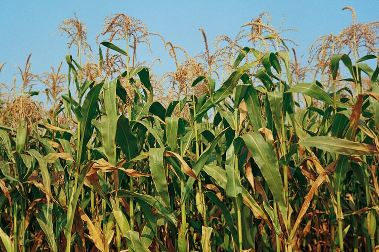 corn field
