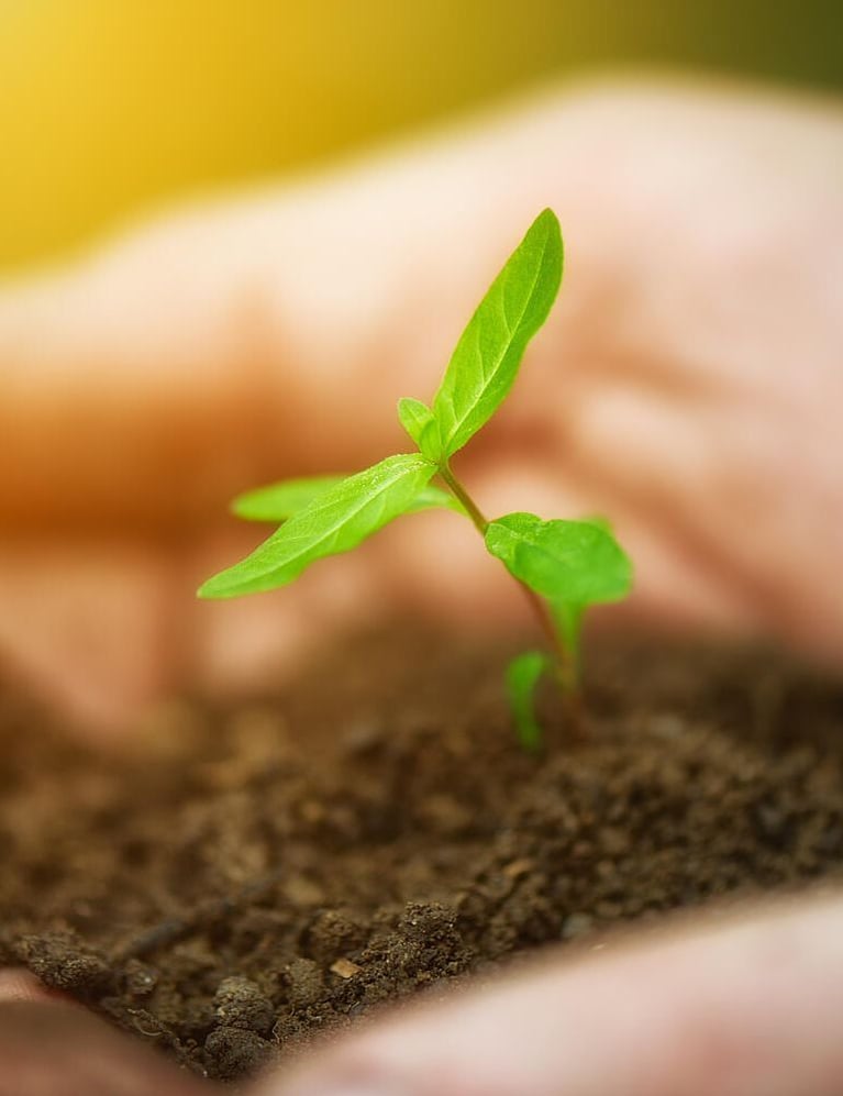 hands holding soil with sprout