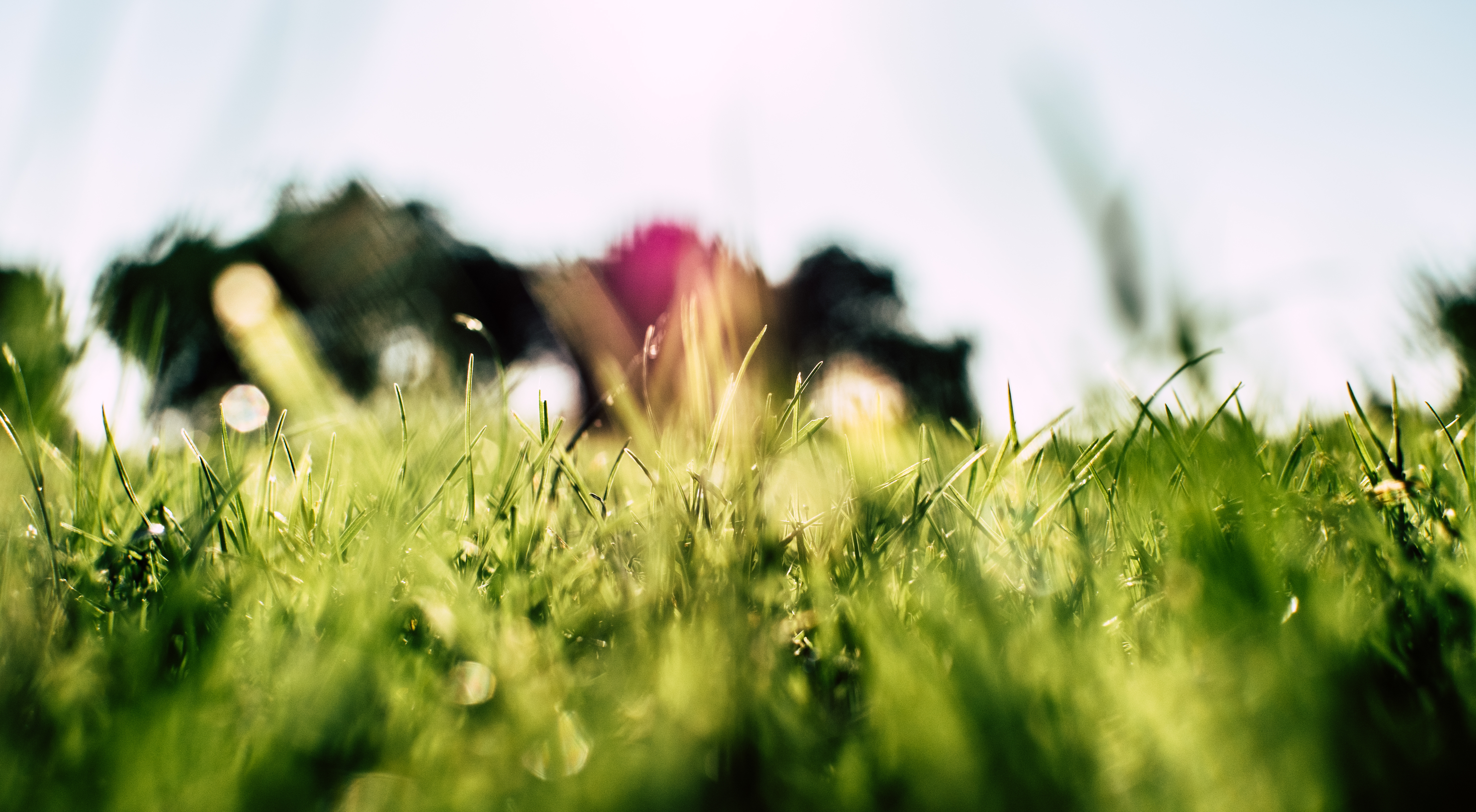 weeds.jpeg