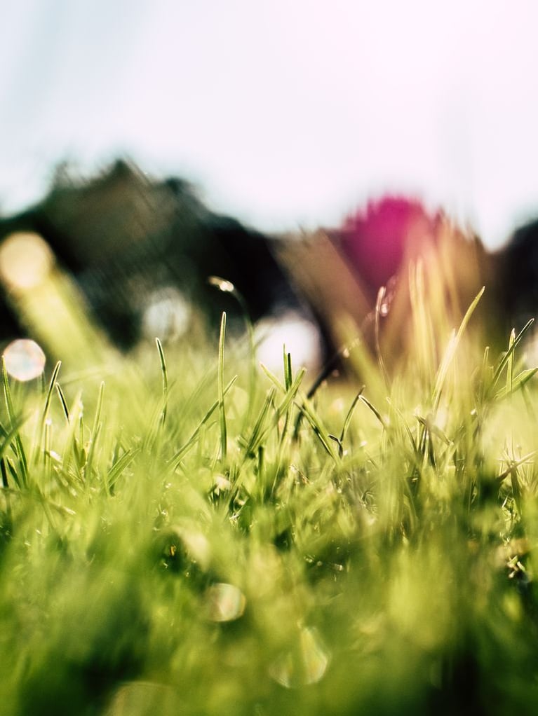 weeds.jpeg