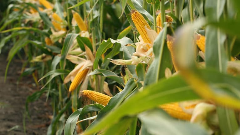 controle-de-plantas-daninhas-no-milho.jpg