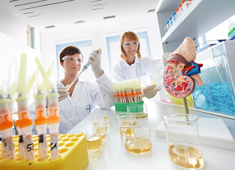 Profesionales en laboratorio analizando muestras de orina con pipeta junto a modelo anatómico de riñón, investigación en salud renal y diabetes tipo 2