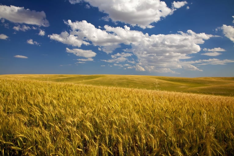 wheat field cloudy sky 2 1500x1000