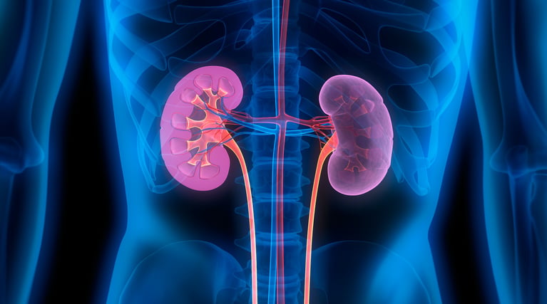 Ilustración médica de riñones humanos y sistema urinario, representación de la salud renal y enfermedad renal crónica en pacientes con diabetes tipo 2