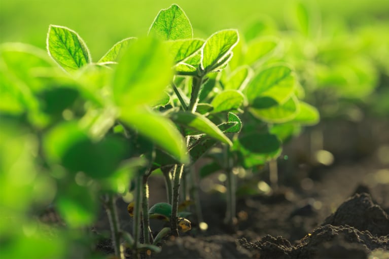 young-soybean-plants.png