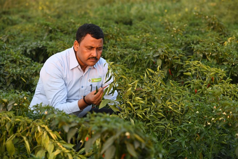 crop_expert_person_in_a_chilli_field.jpg