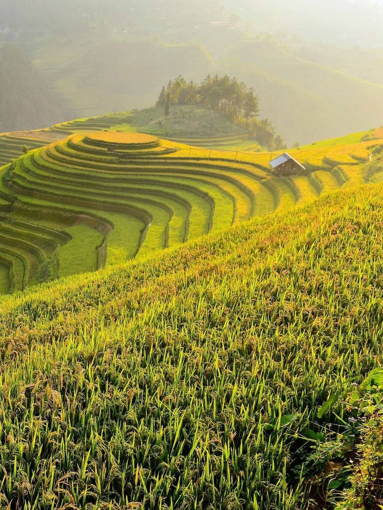 worker in terraced rice field
