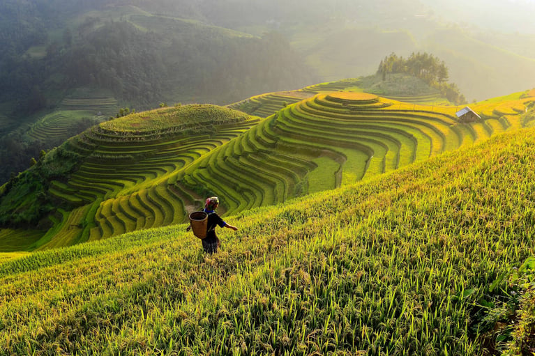 worker in terraced rice field