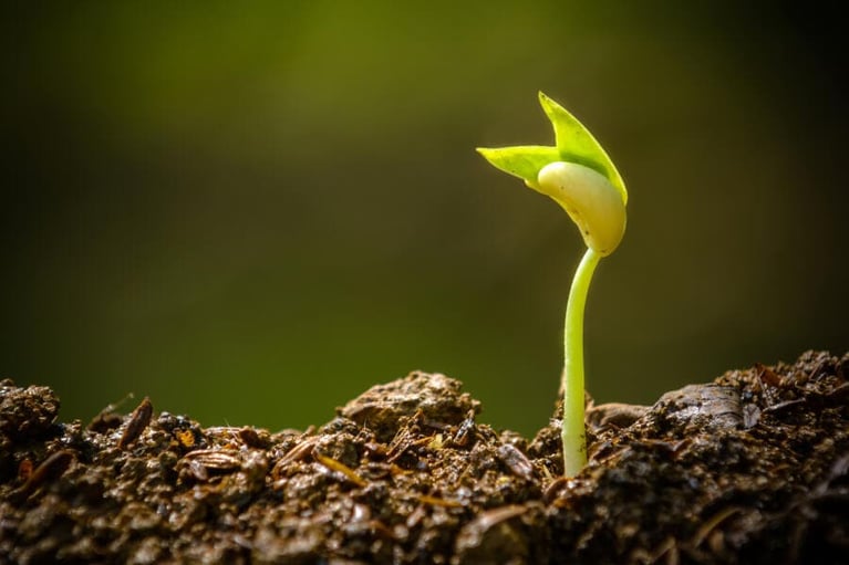 green sprout growing from seed 2