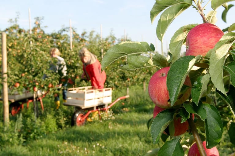 workers harvesting apples