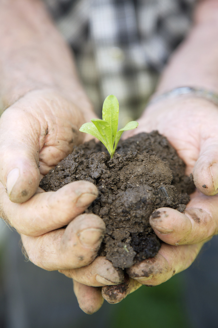 Hands holding seedling in soil