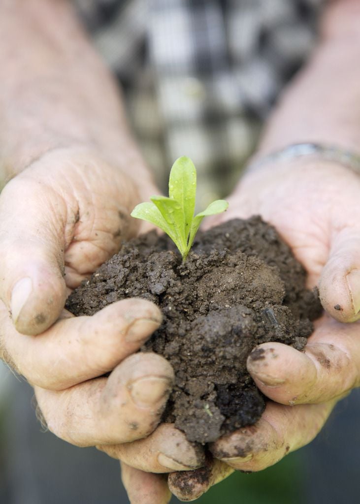 seedling soil hands 