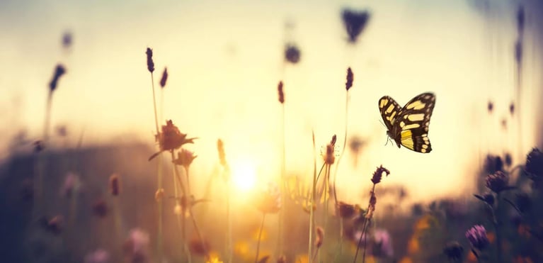 Mariposa volando entre flores silvestres al atardecer, simbolizando la biodiversidad y la interconexión de especies del ecosistema.