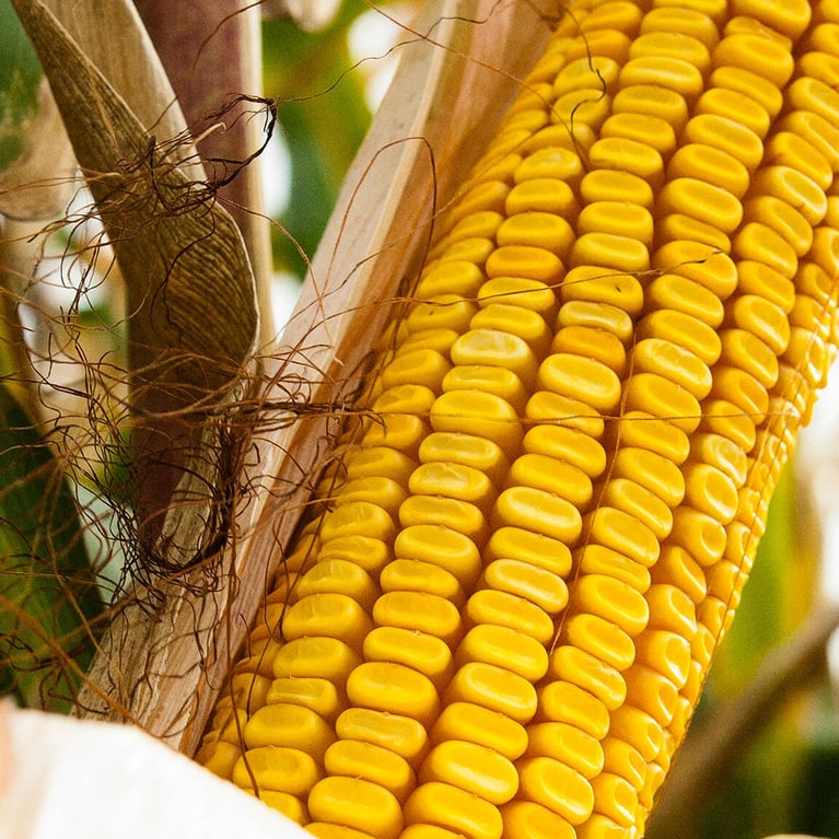 benefits gm crops slider 2