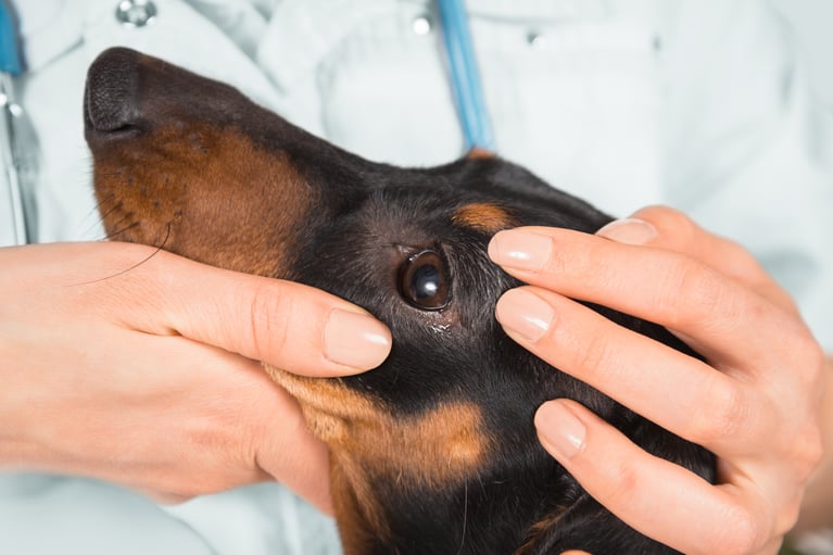 Doctor_examing_dogs_eye.jpg