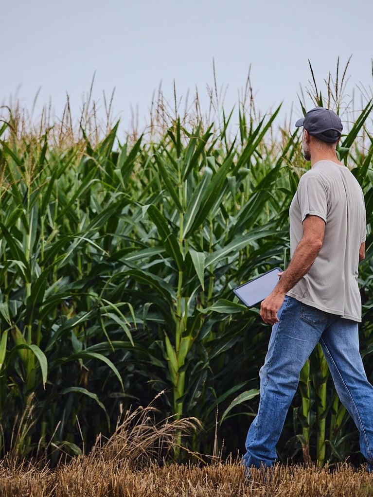 farmer with tablet in a cornfield 1