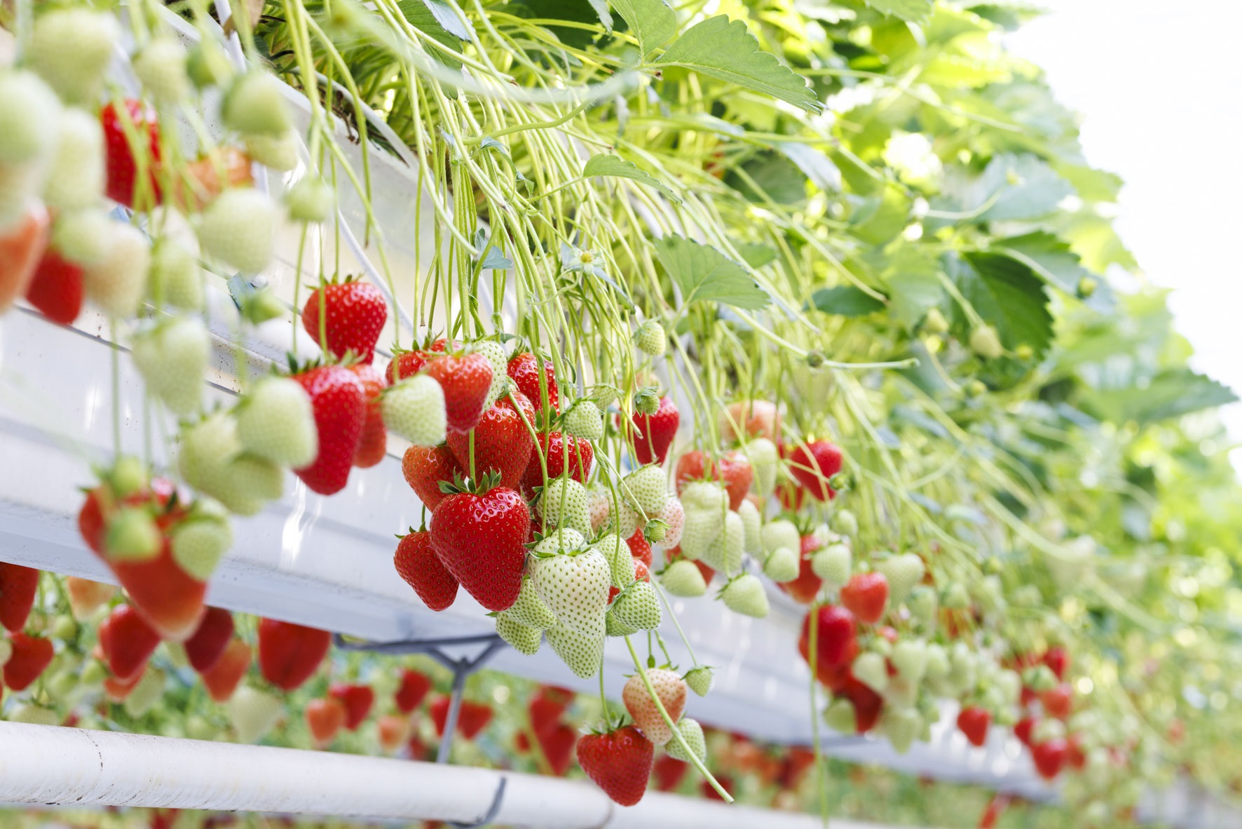 PR-Strawberry_GLS_farm.jpg