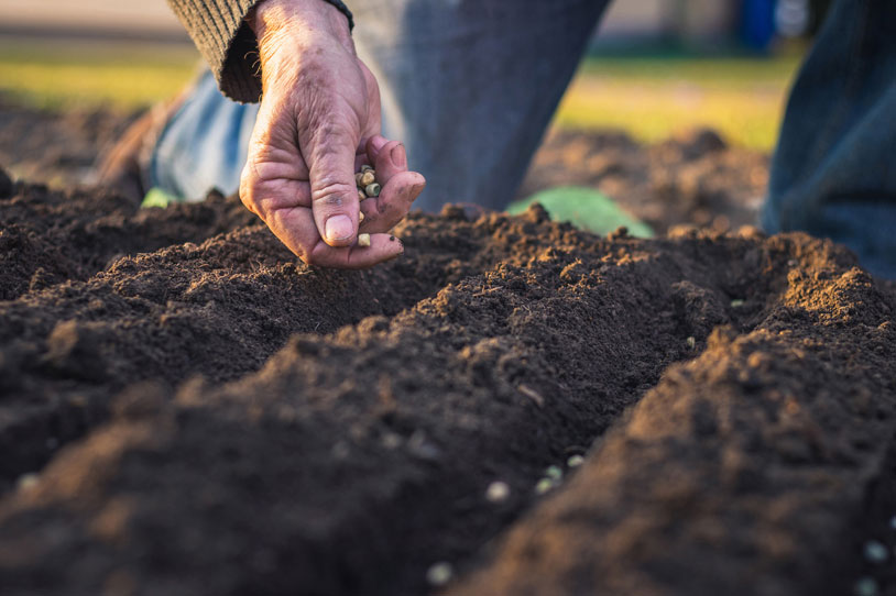 Farmer spreading seeds on a field