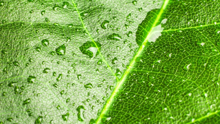 waterdrop on leaf