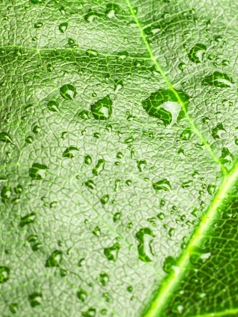 waterdrops on leaf 2
