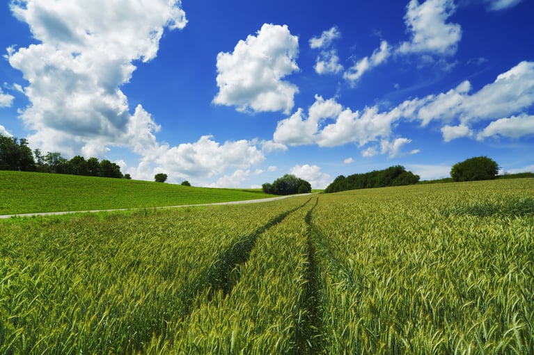 Campo agrícola con cultivo en crecimiento y huellas de maquinaria, producción sostenible y prácticas de agricultura regenerativa en entorno rural