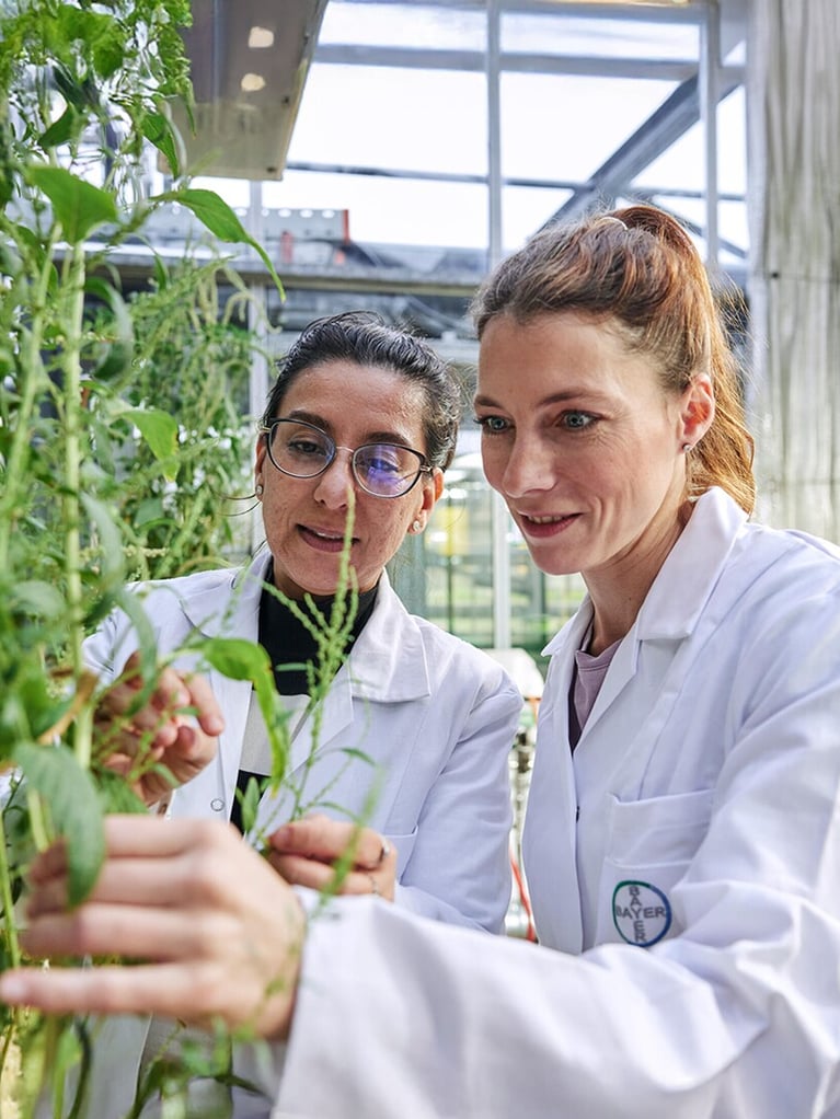 researchers in a greenhouse 3