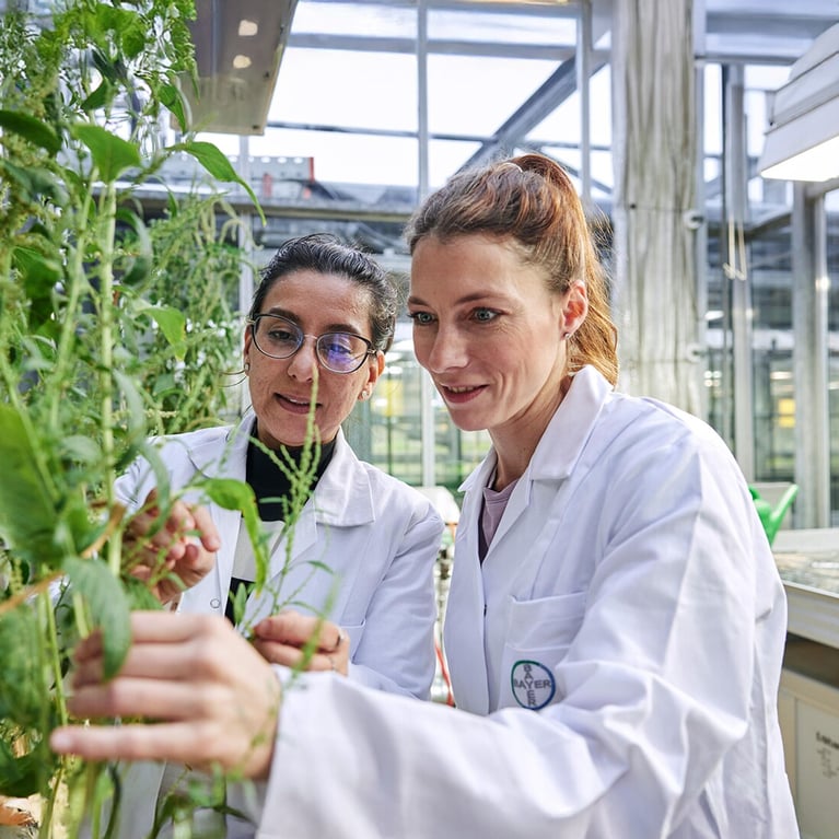 researchers in a greenhouse 3