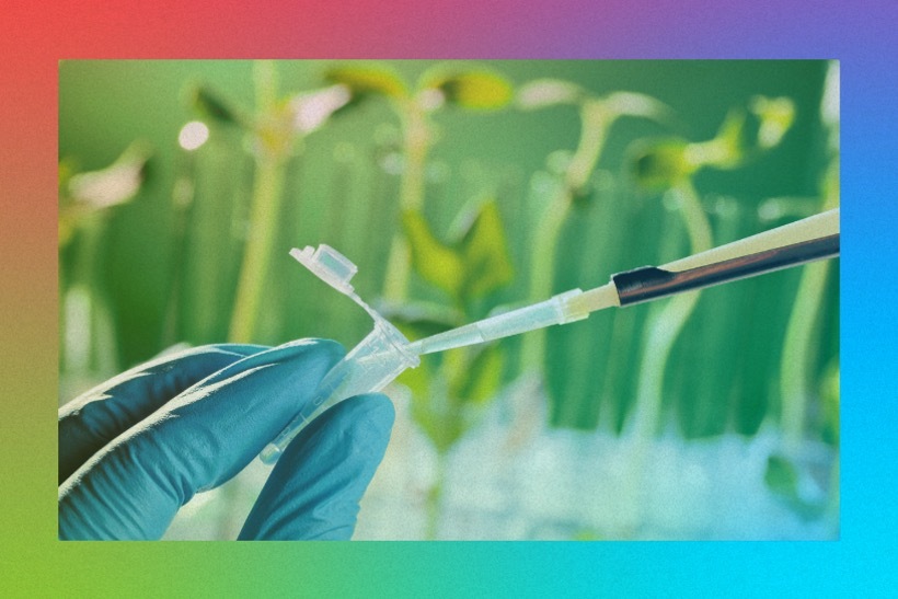researcher extracting plant material