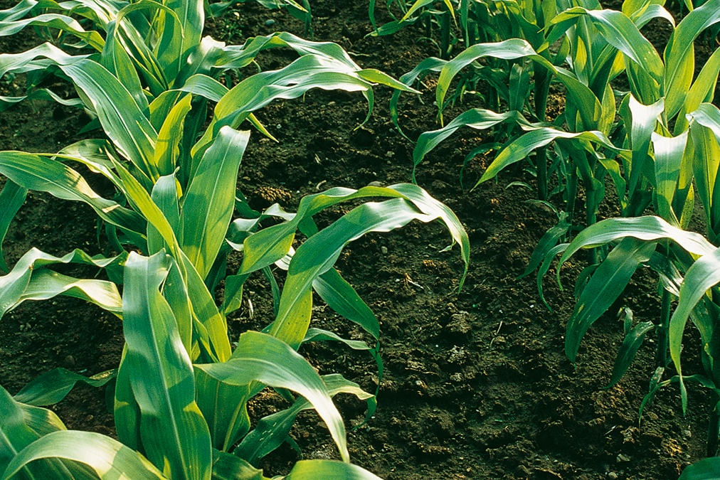 corn field