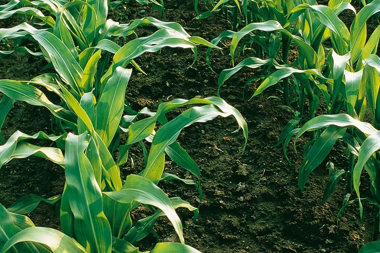 corn field