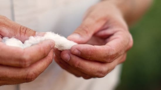 Close-up of hands holding and inspecting cotton fibers outdoors.