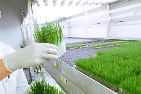 plant in laboratory