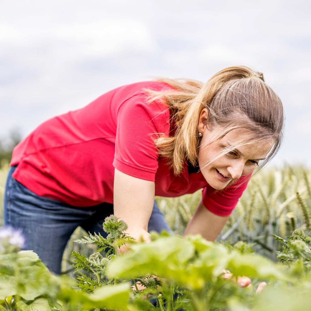 employee in a wheat field