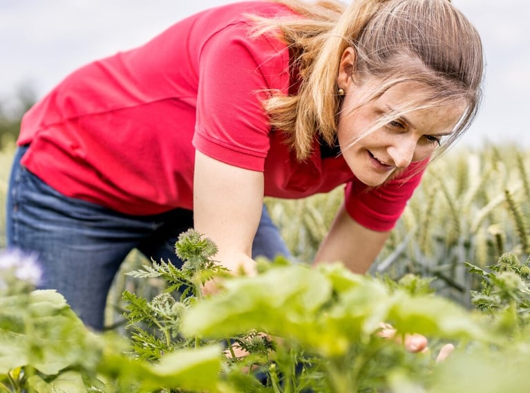 employee in a wheat field