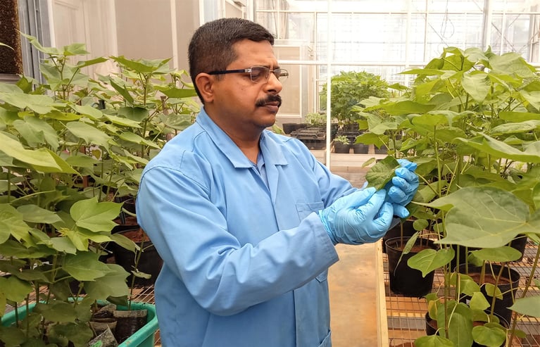 crop_expert_checking_cotton_plants.jpg