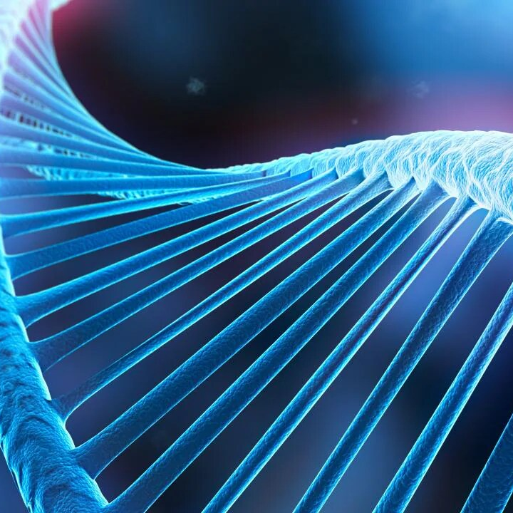 dna molecule