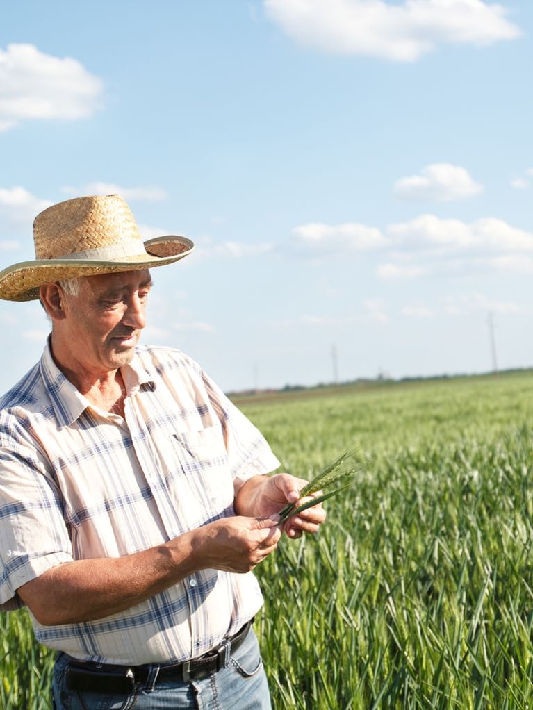 farmer_inspecting_crop_9.jpg