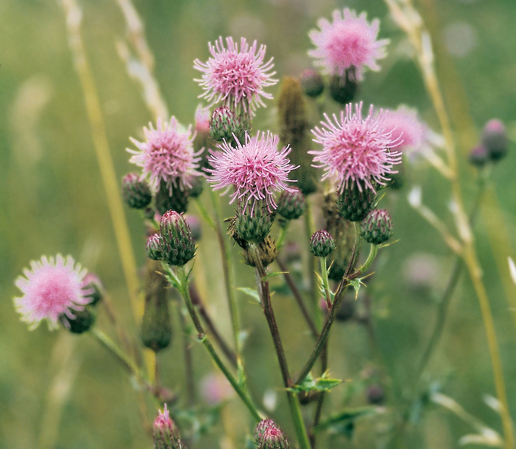 ackerkratzdistel.jpg