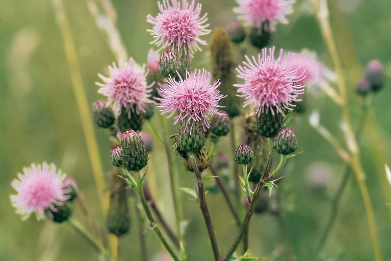 ackerkratzdistel.jpg