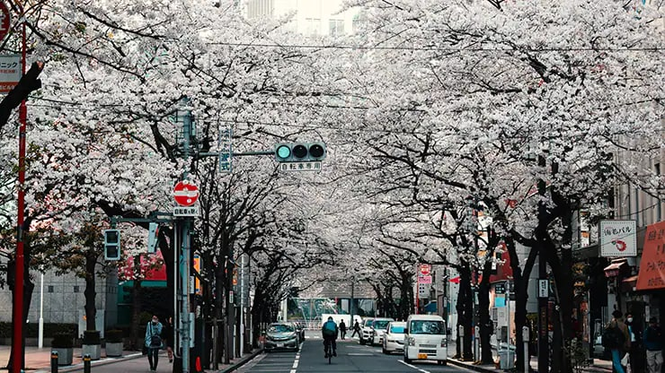 Flowering trees in a city environment illustrating how urbanization, air pollution and longer growing seasons can contribute to rising pollen allergy rates.