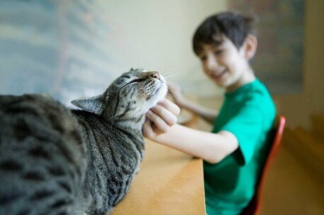 animais_companhia.jpg