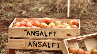 ansal-launch-day-62-1-370x208.png
