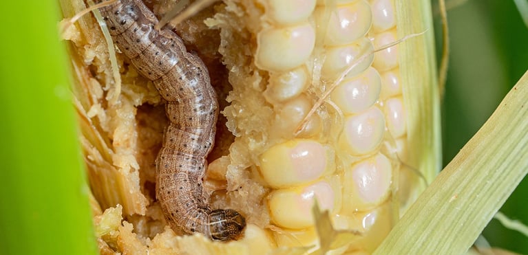 aufmacher_hero_worm_1440x698.jpg