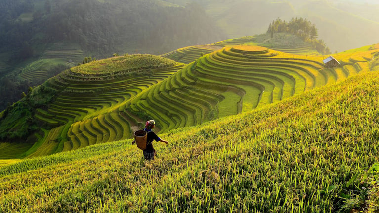 worker in terraced rice field