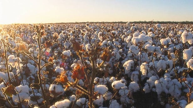 cotton field 1800 0