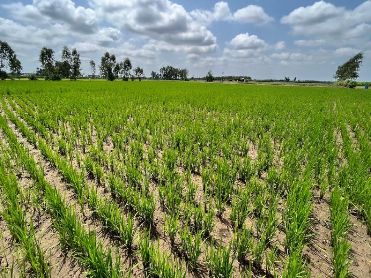 crops-field.jpg