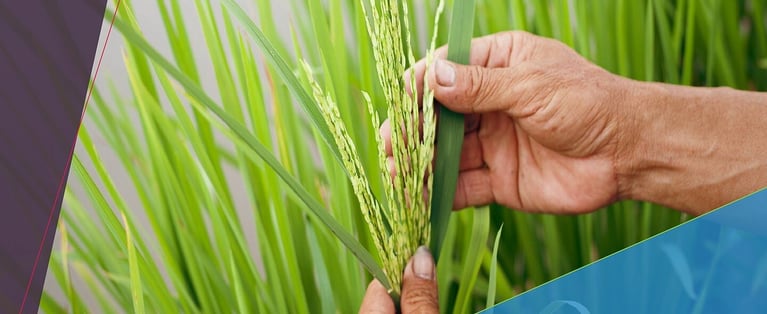 hand holding crop