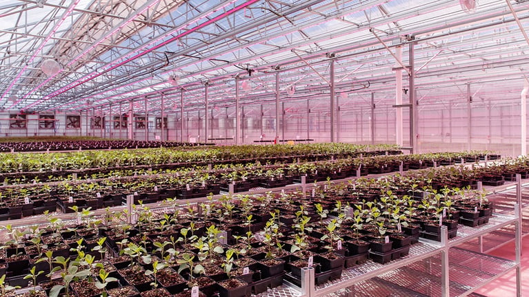 bayer-in-puerto-rico-greenhouse.jpg